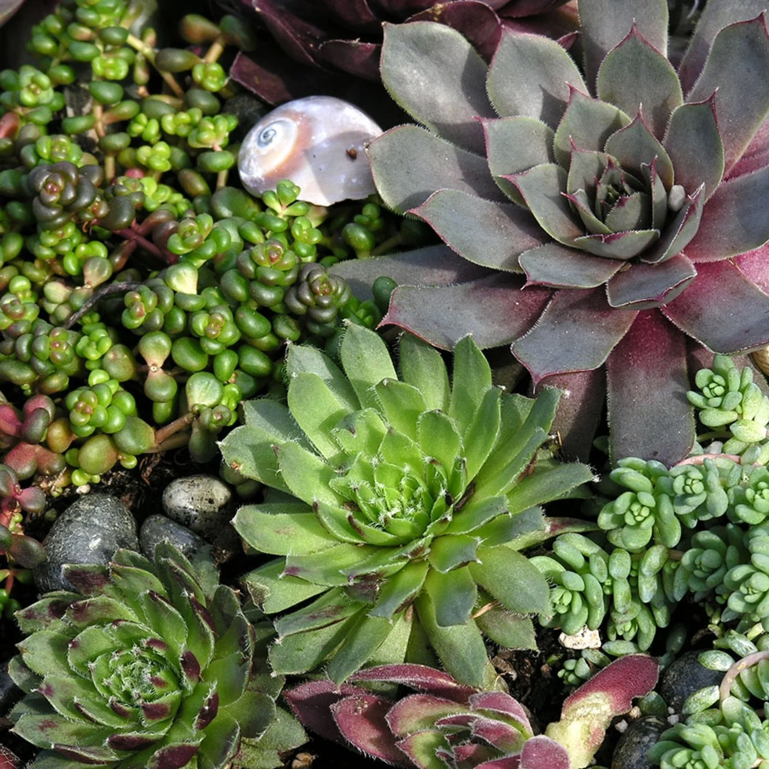Sedum-Swansons-013sq.jpg