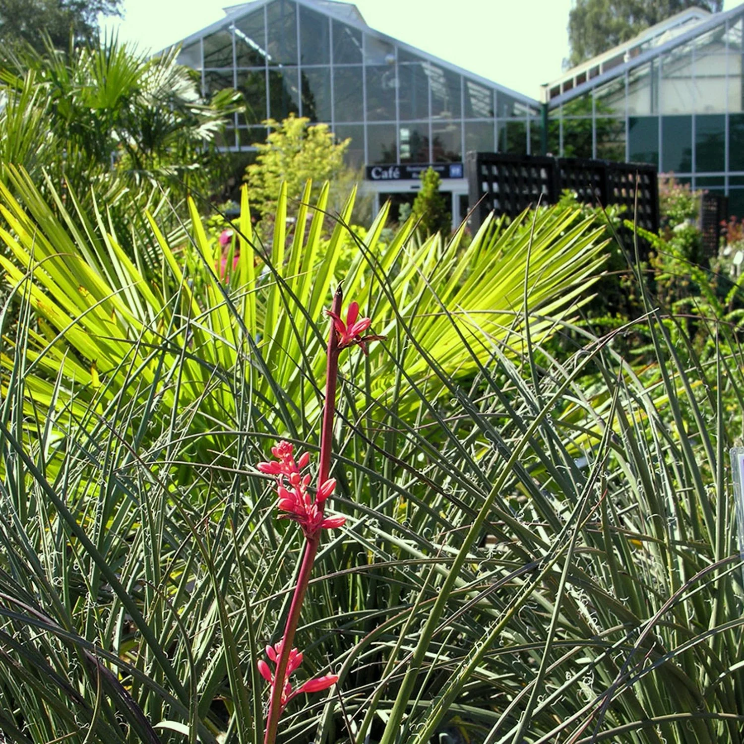 yucca-Swansons-734sq.jpg