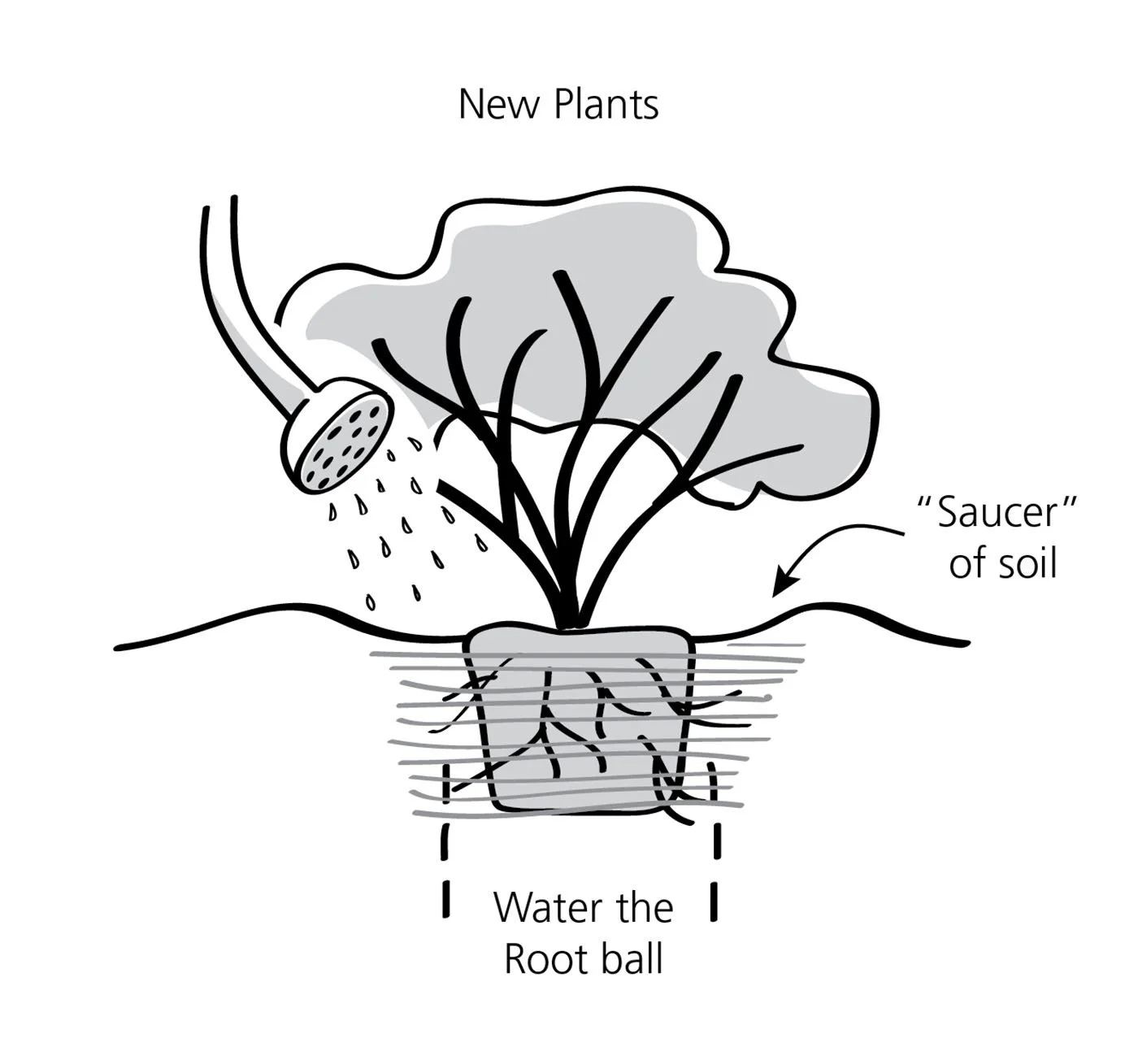 watering_new2_Swansons.jpg