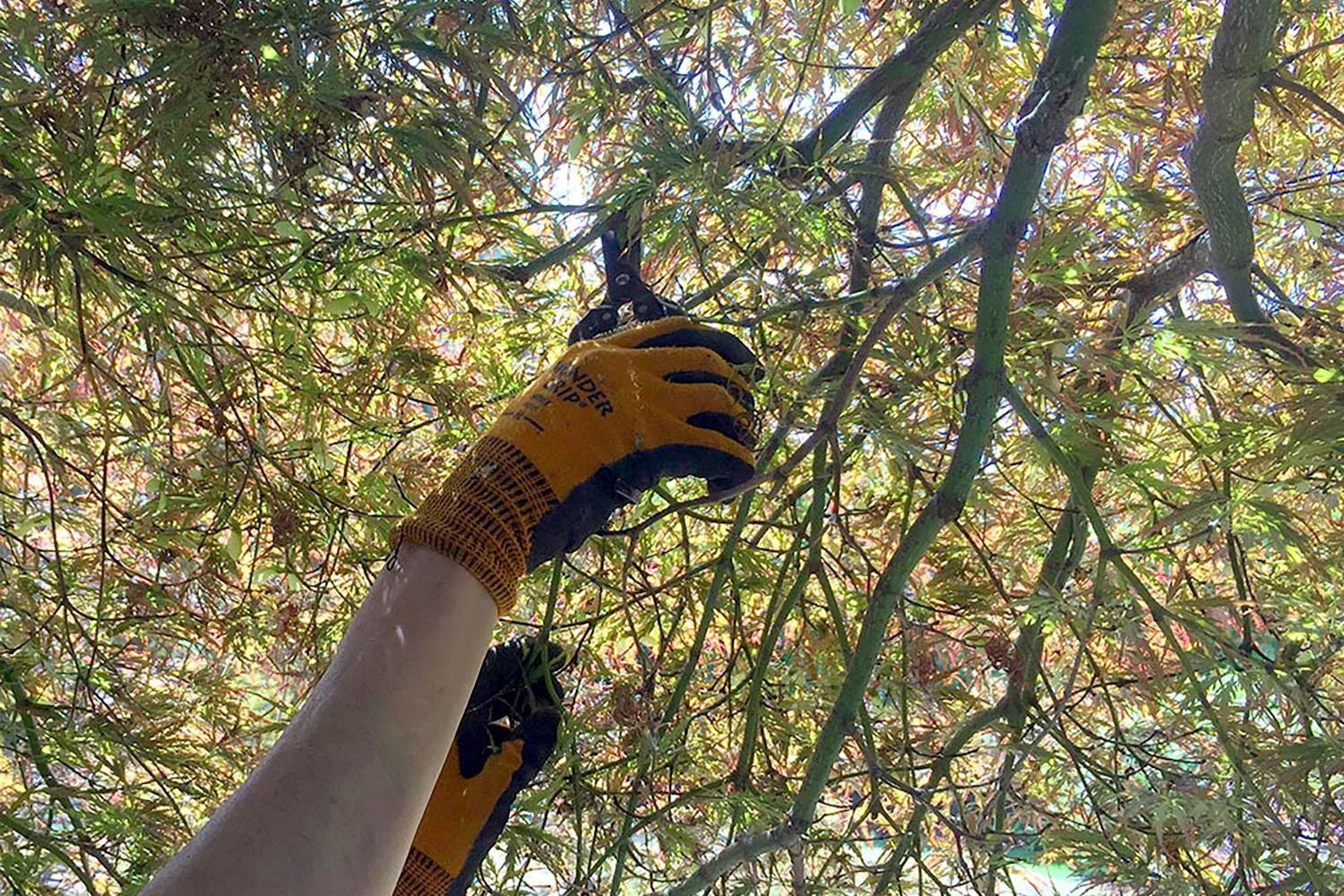 Summer Pruning Tips