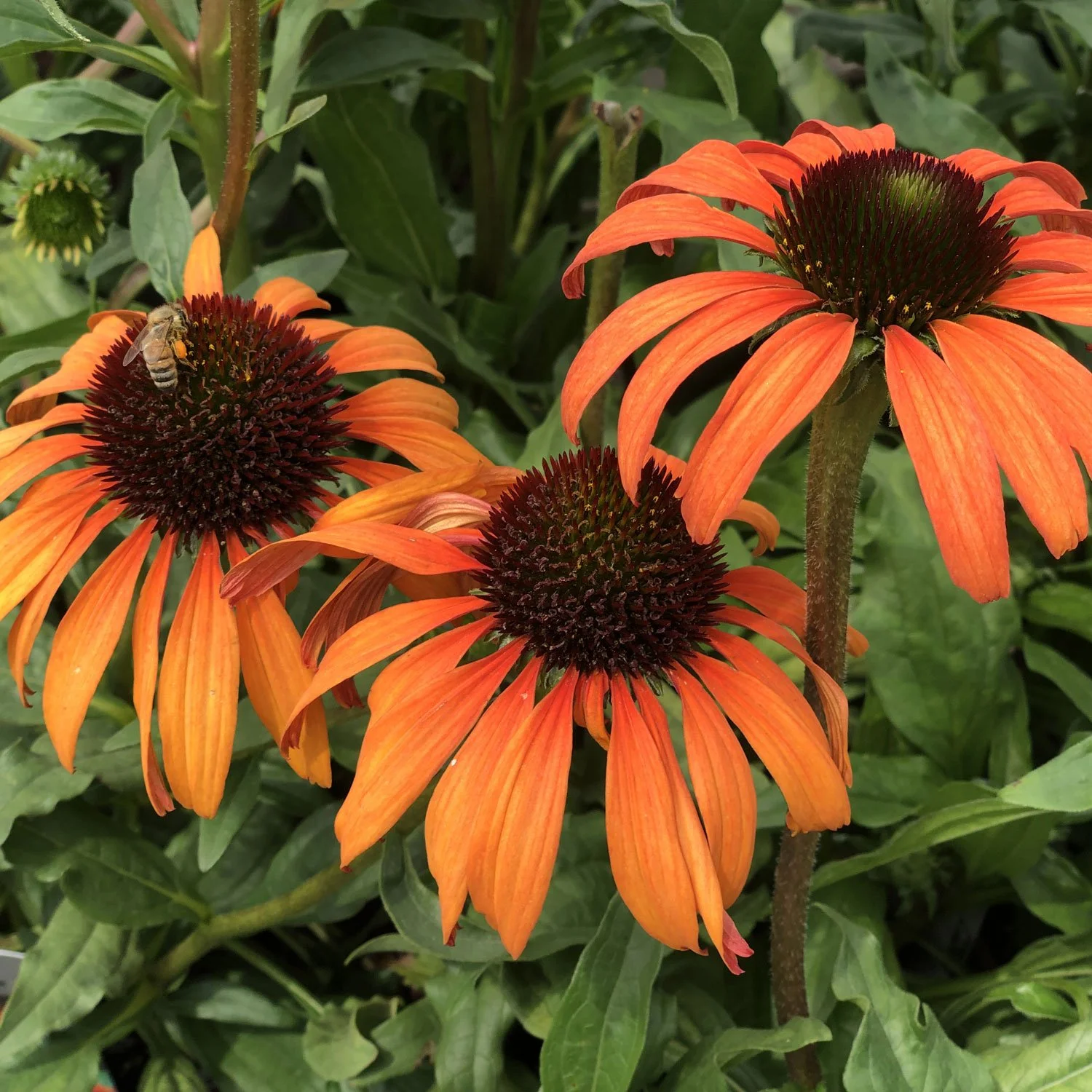 Our Favorite Plants For August