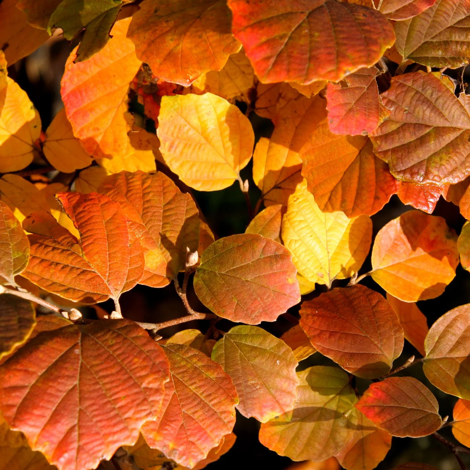 Fothergilla With fall Color