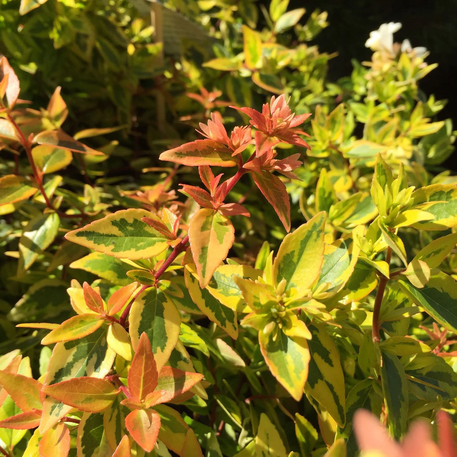 Kaleidoscope Abelia