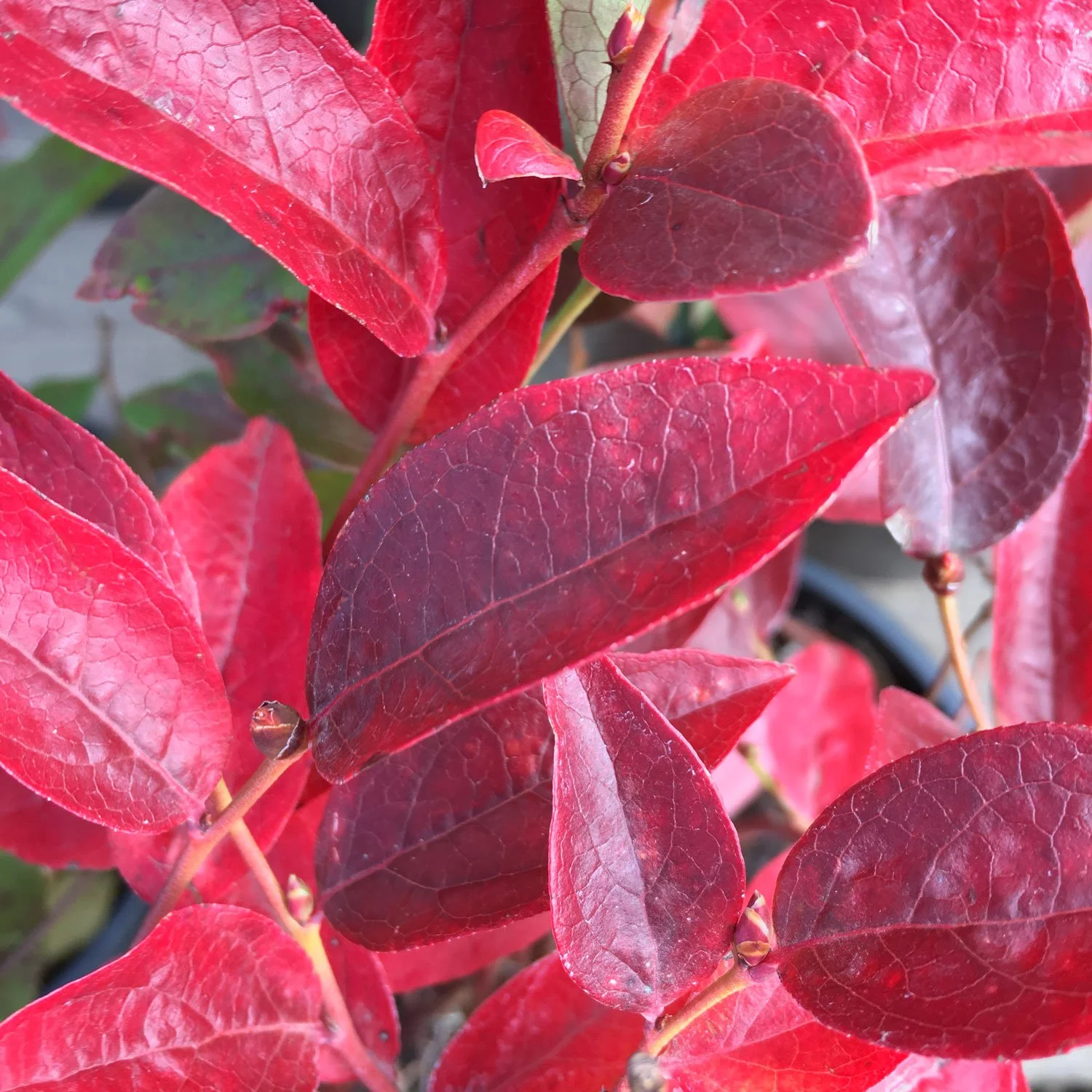 Blueberry With Fall Color