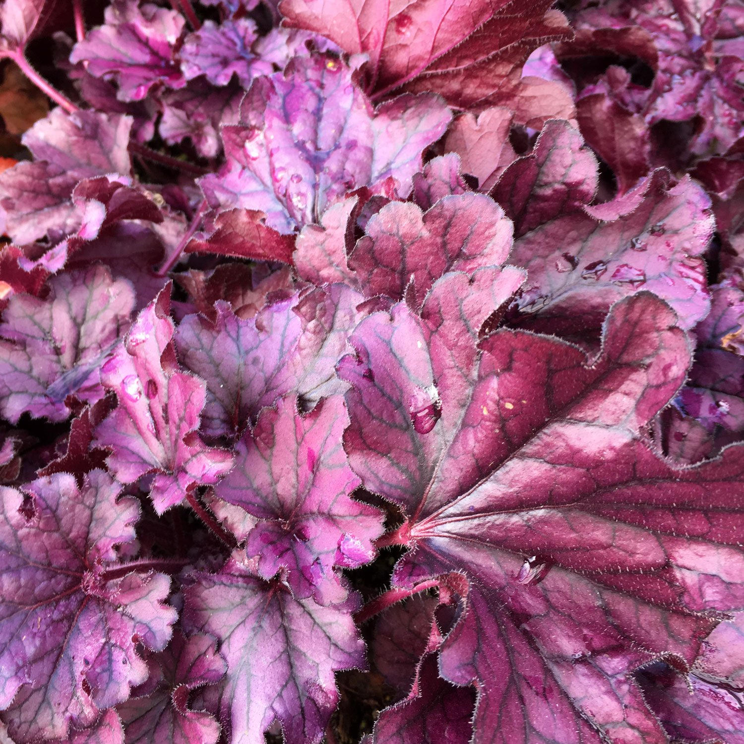 Purple Heuchera