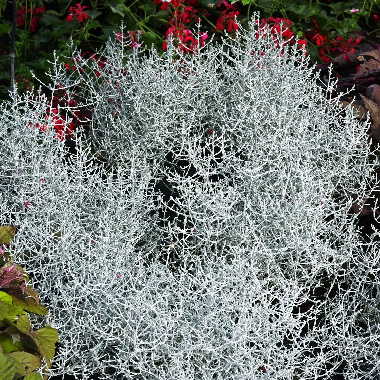 Cushion Bush