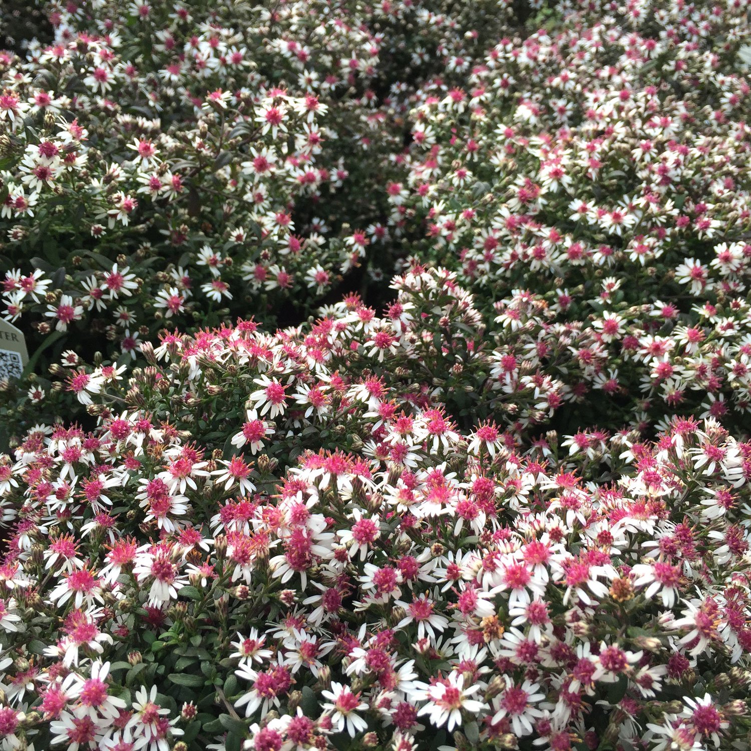 Calico Prince Aster Flowers