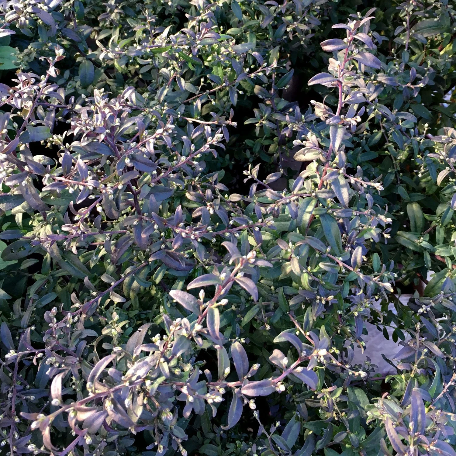 Calico Prince Aster Leaves