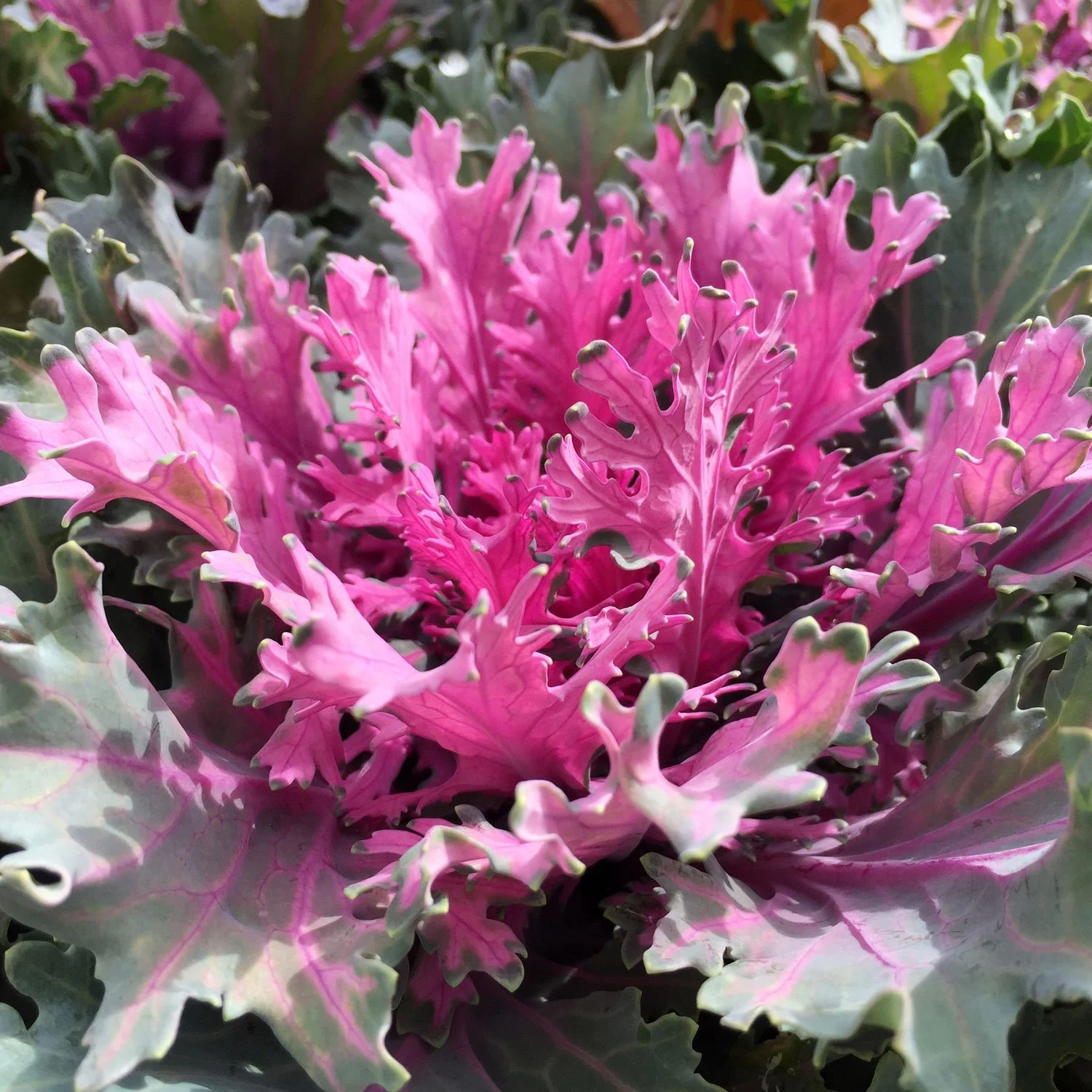 Ornamental Cabbage
