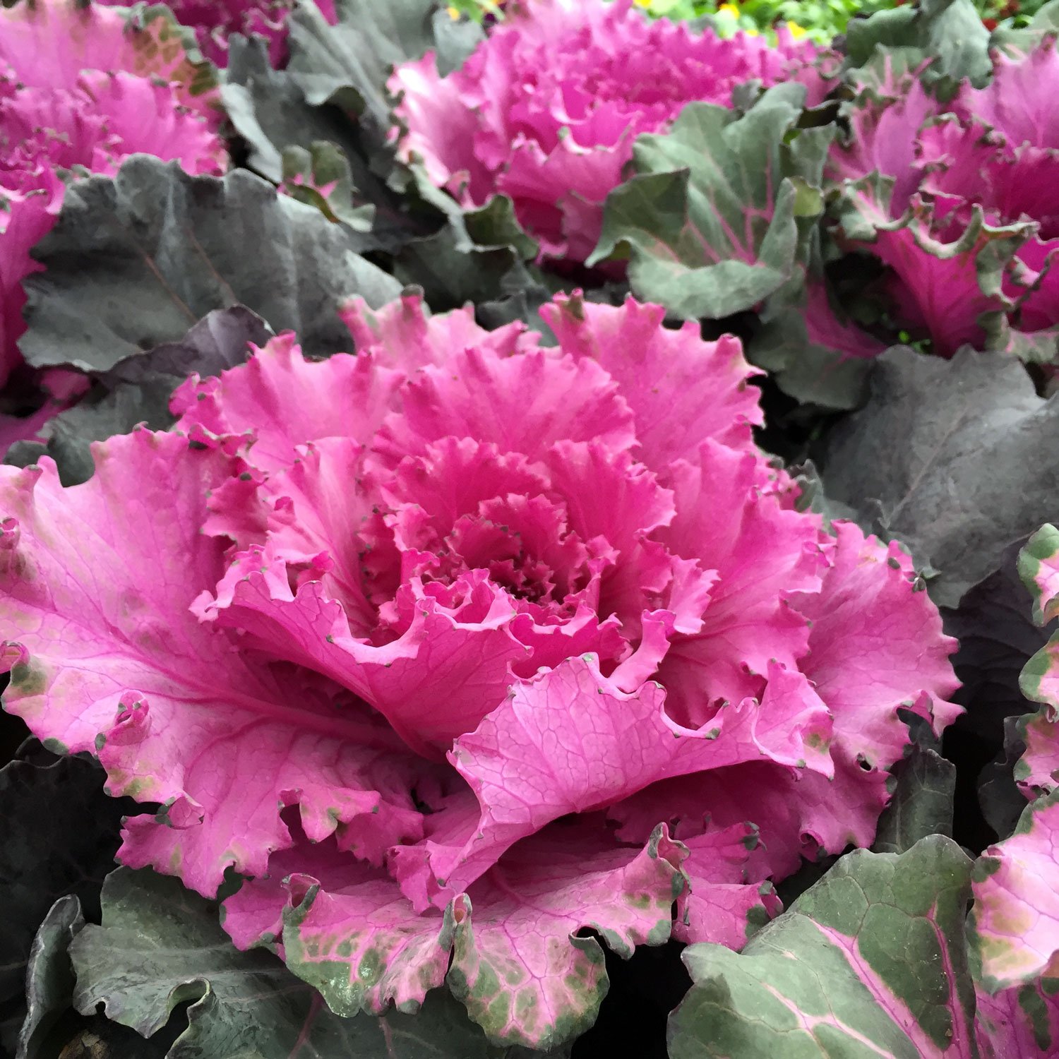 Ornamental Cabbage