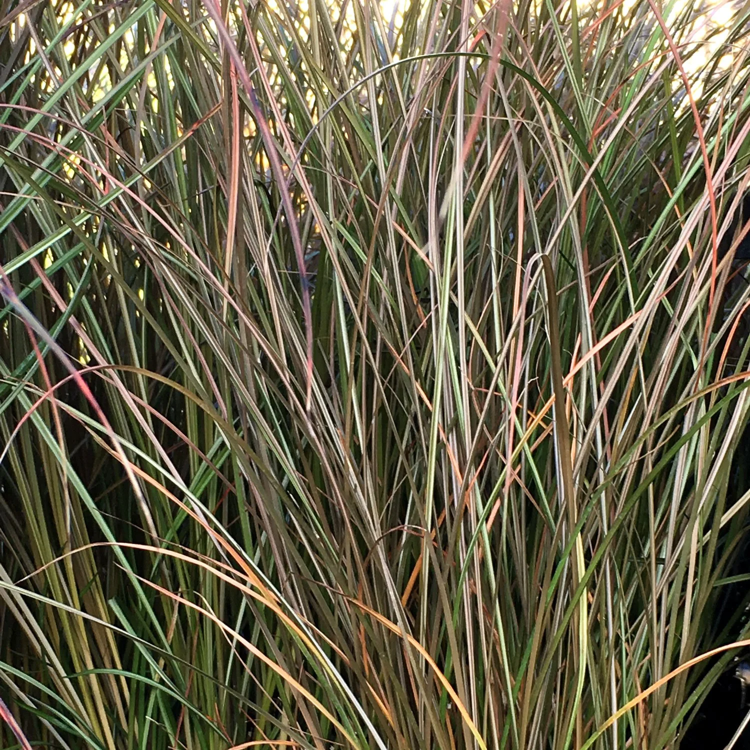 Cappuccino Sedge