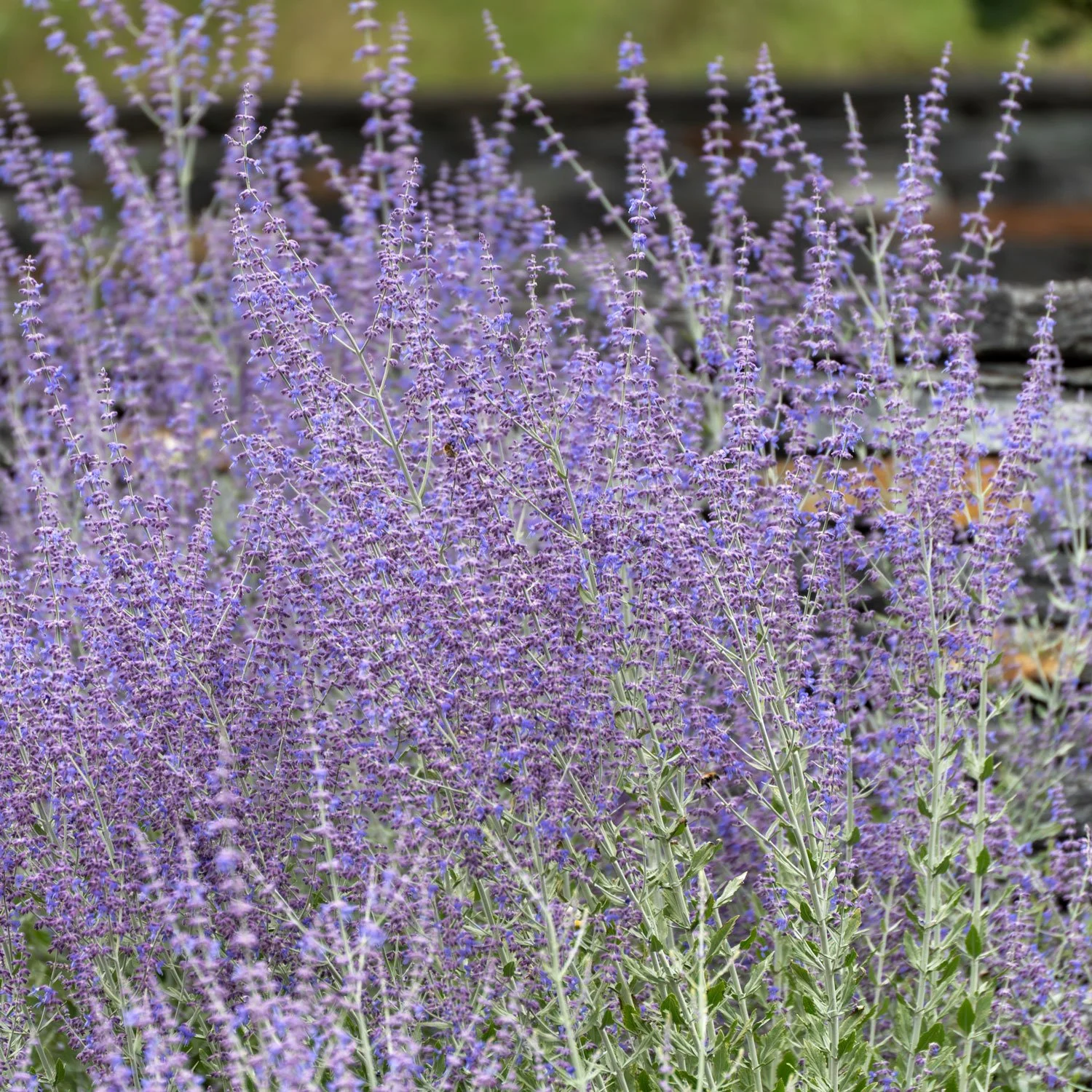 Russian Sage