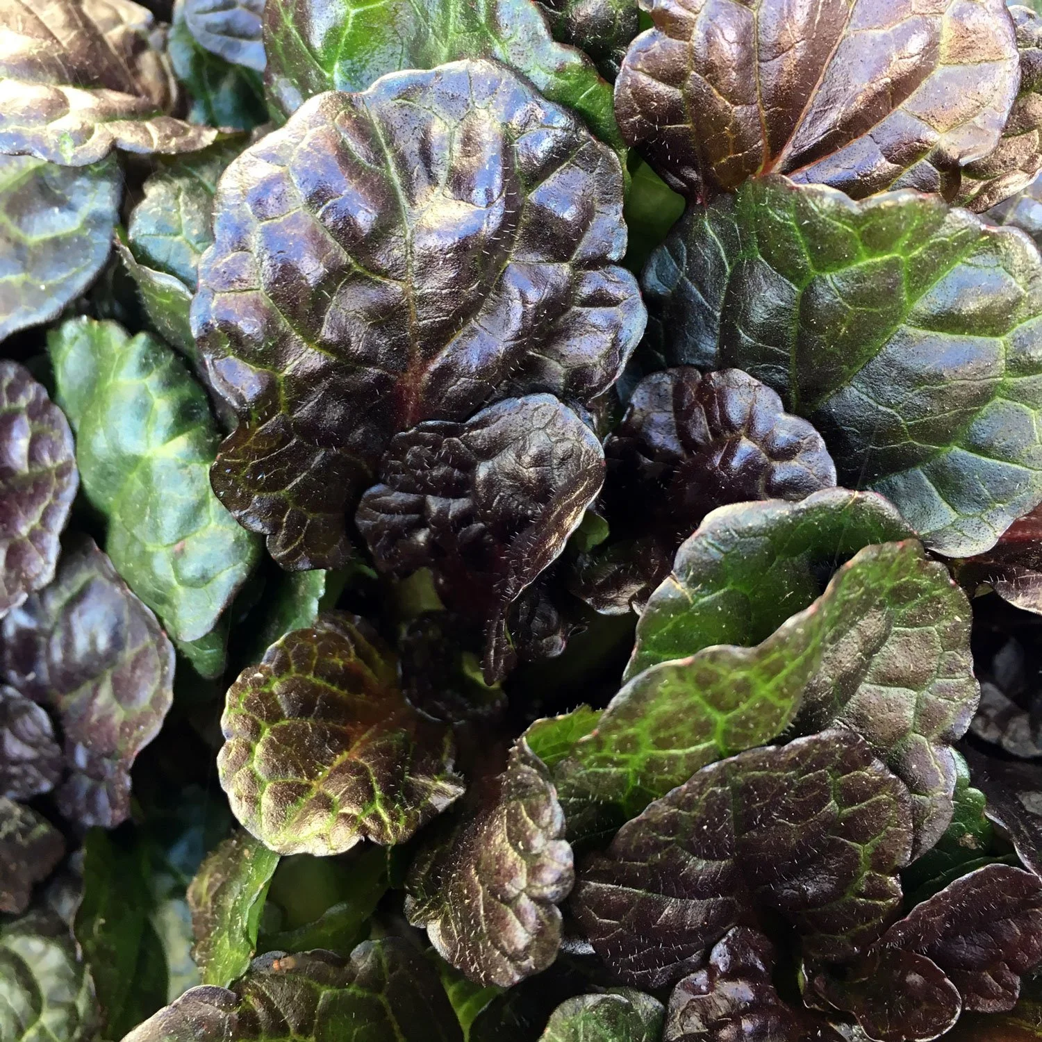 Black Scallop Bugleweed