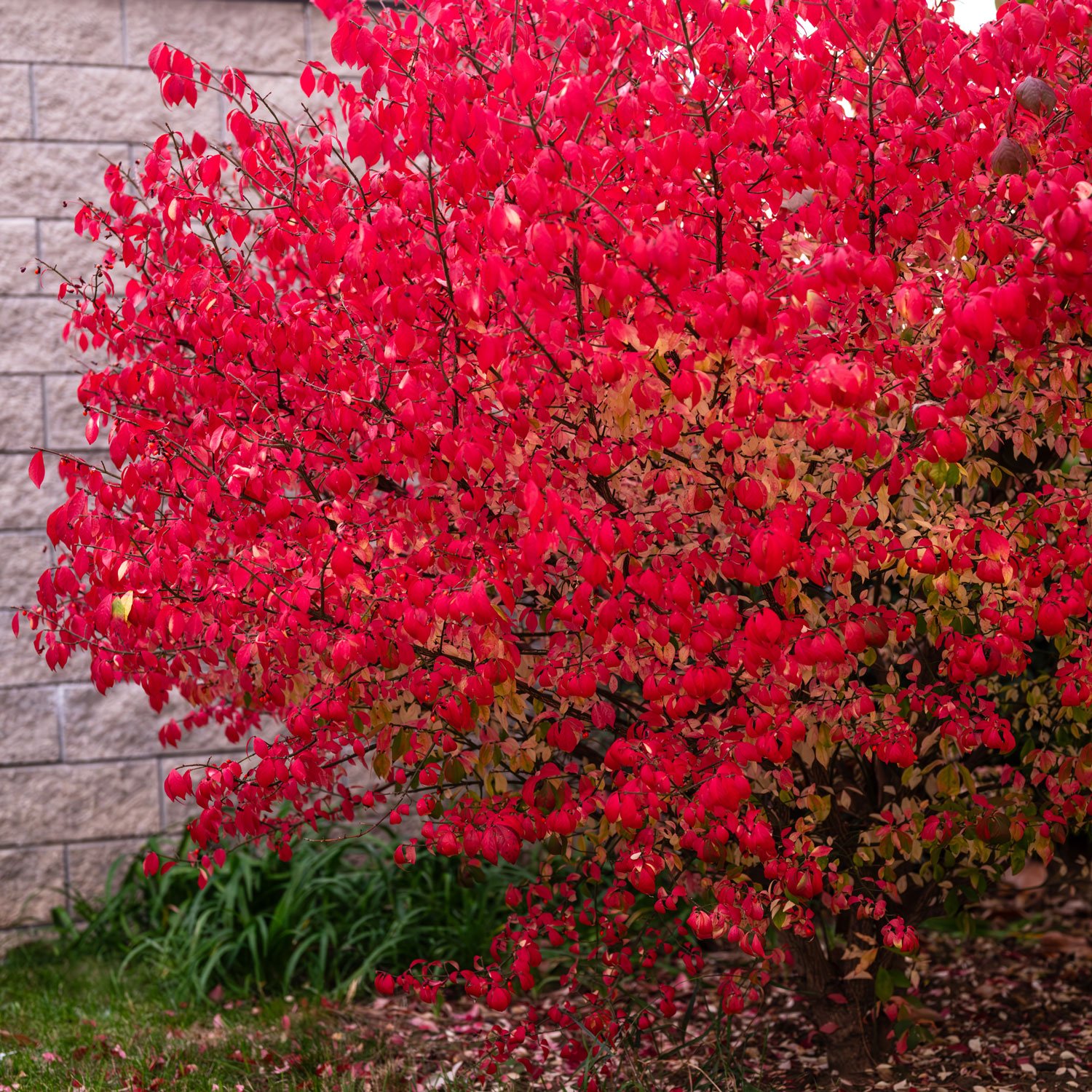 Plants for Colorful Fall Gardens