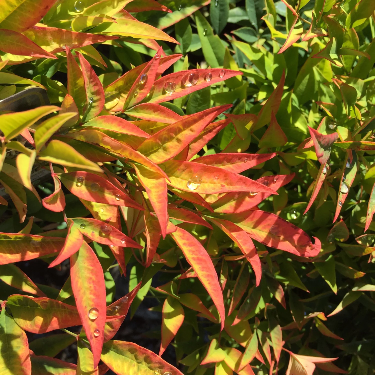 Nandina