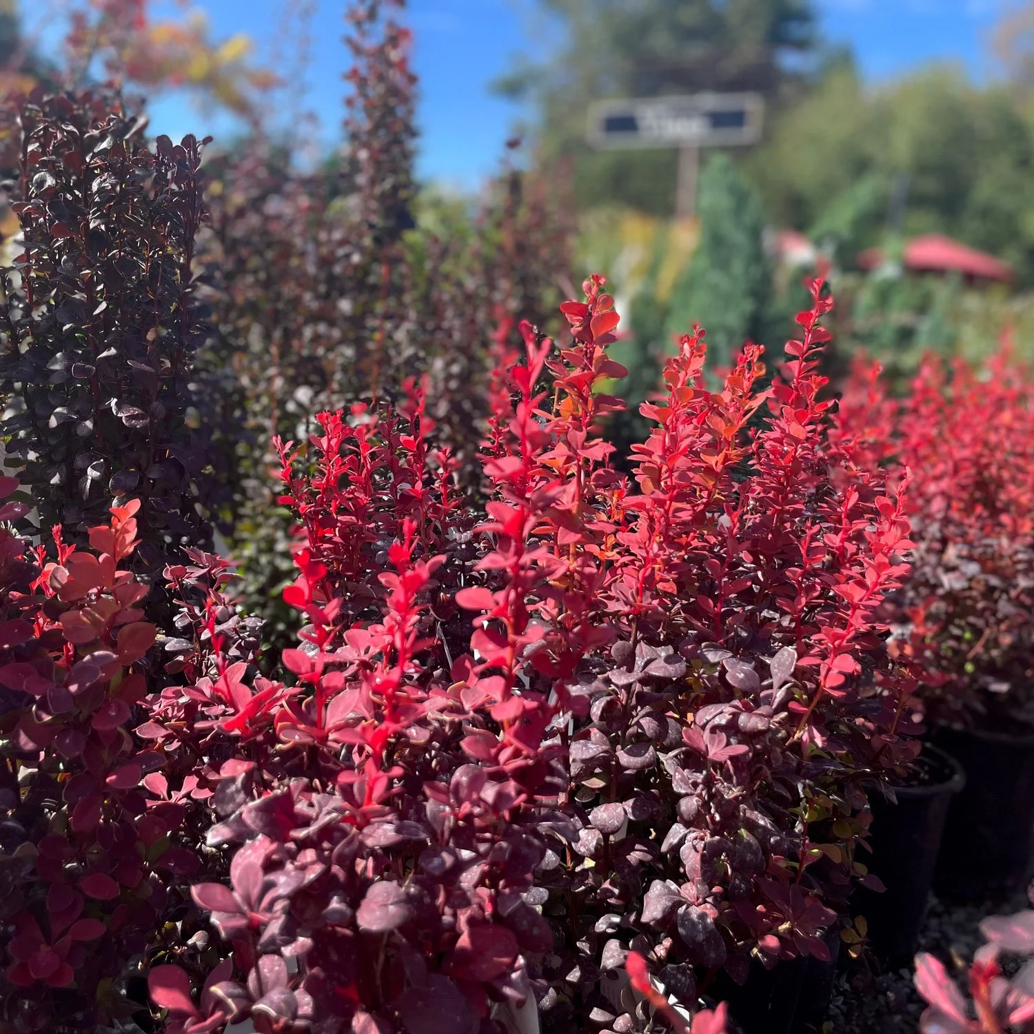 Barberry