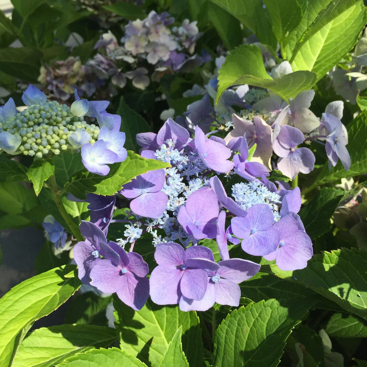 Lacecap Hydrangea