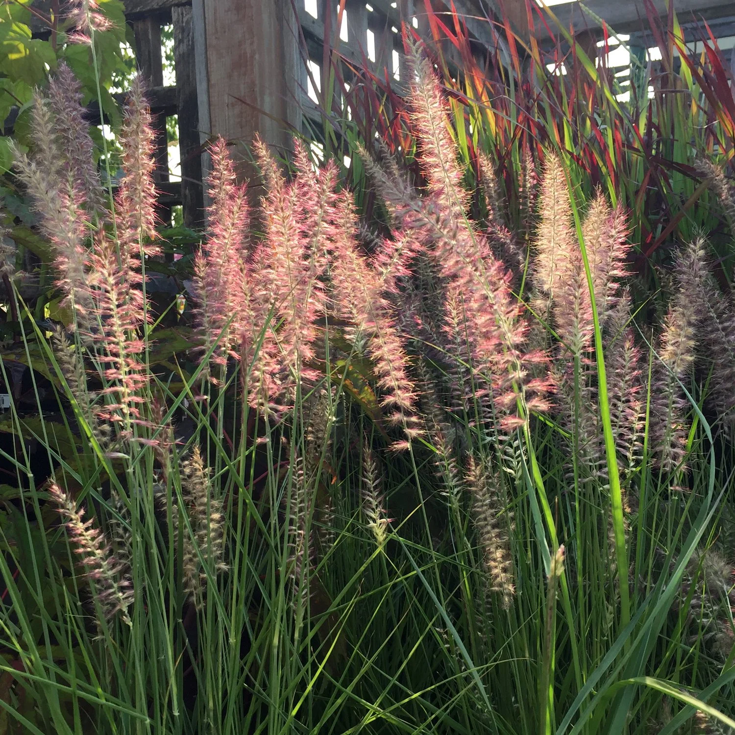Fountain Grass