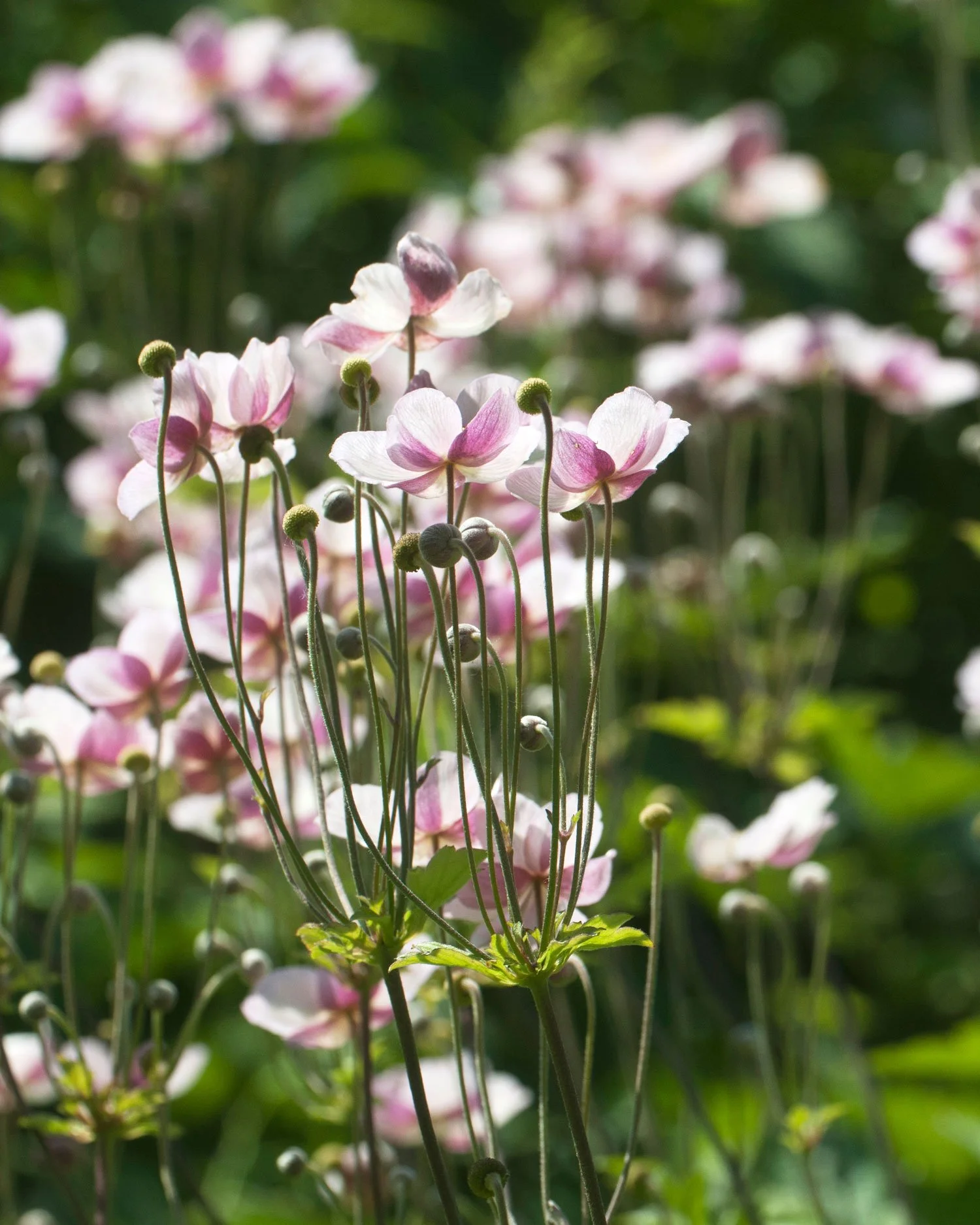 Japanese Anemone