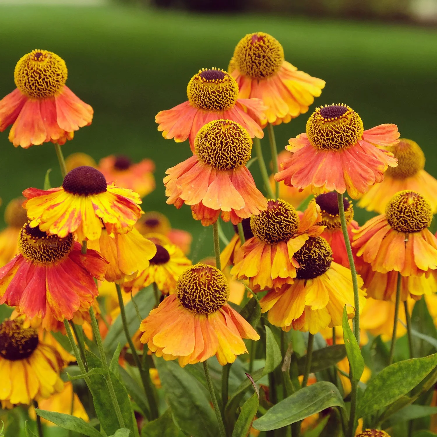 Our Favorite Plants for September