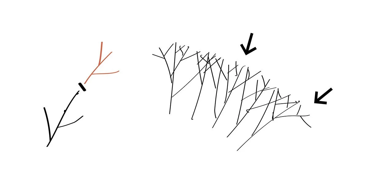A heading (shearing) cut forces dense outer growth.