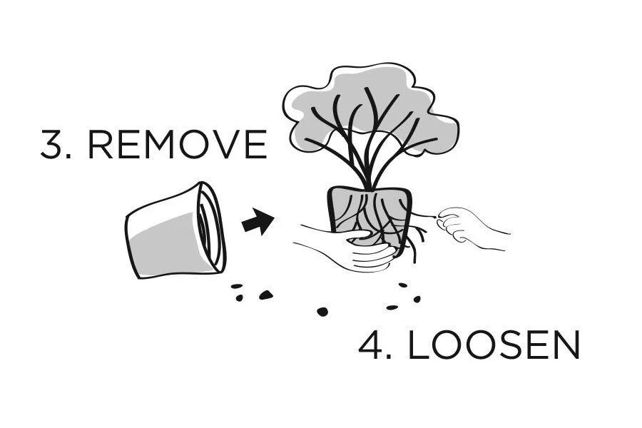 plantingdiag3-4_Swansons.jpg