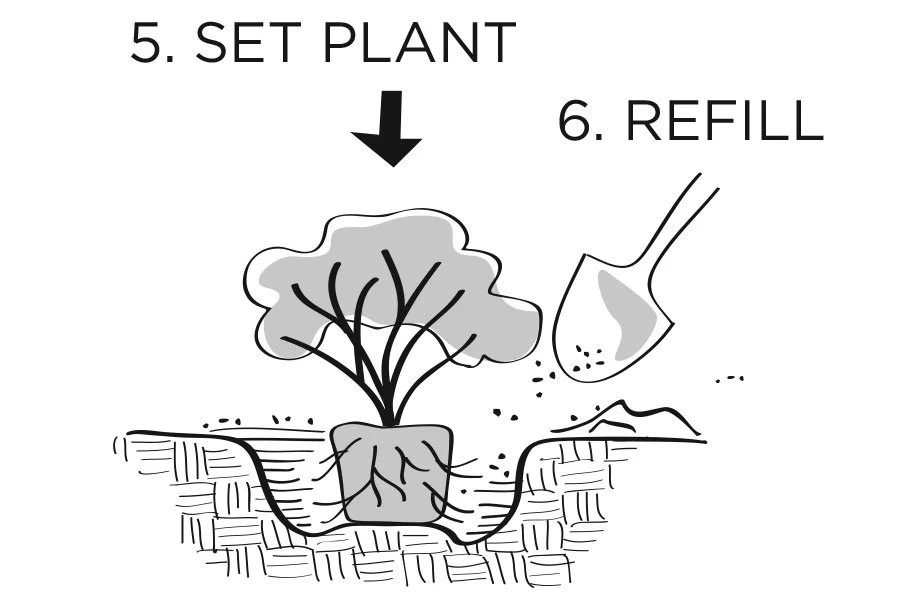 plantingdiag5-6_Swansons.jpg