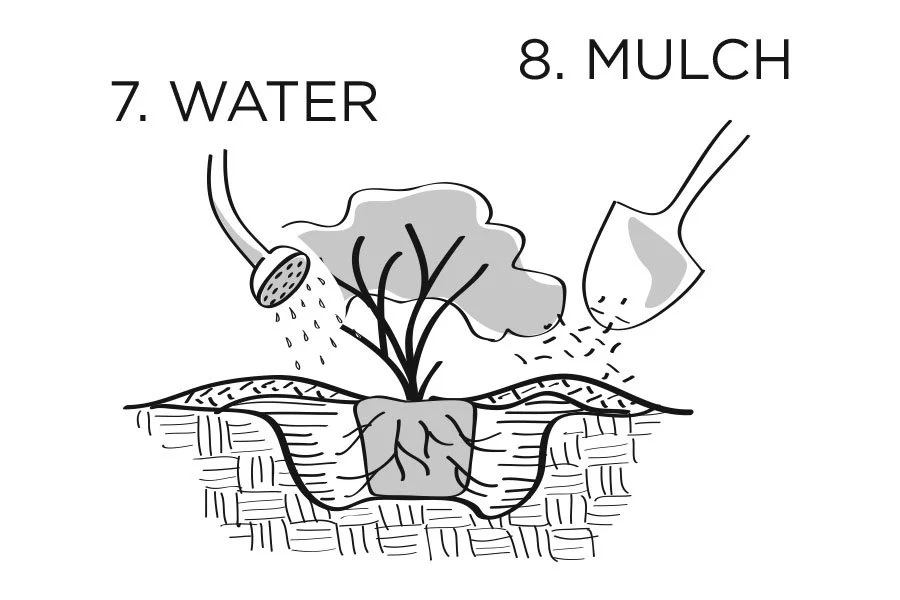 plantingdiag7-8_Swansons.jpg