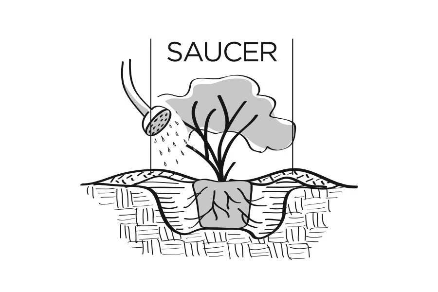plantingdigram_saucer_Swansons.jpg