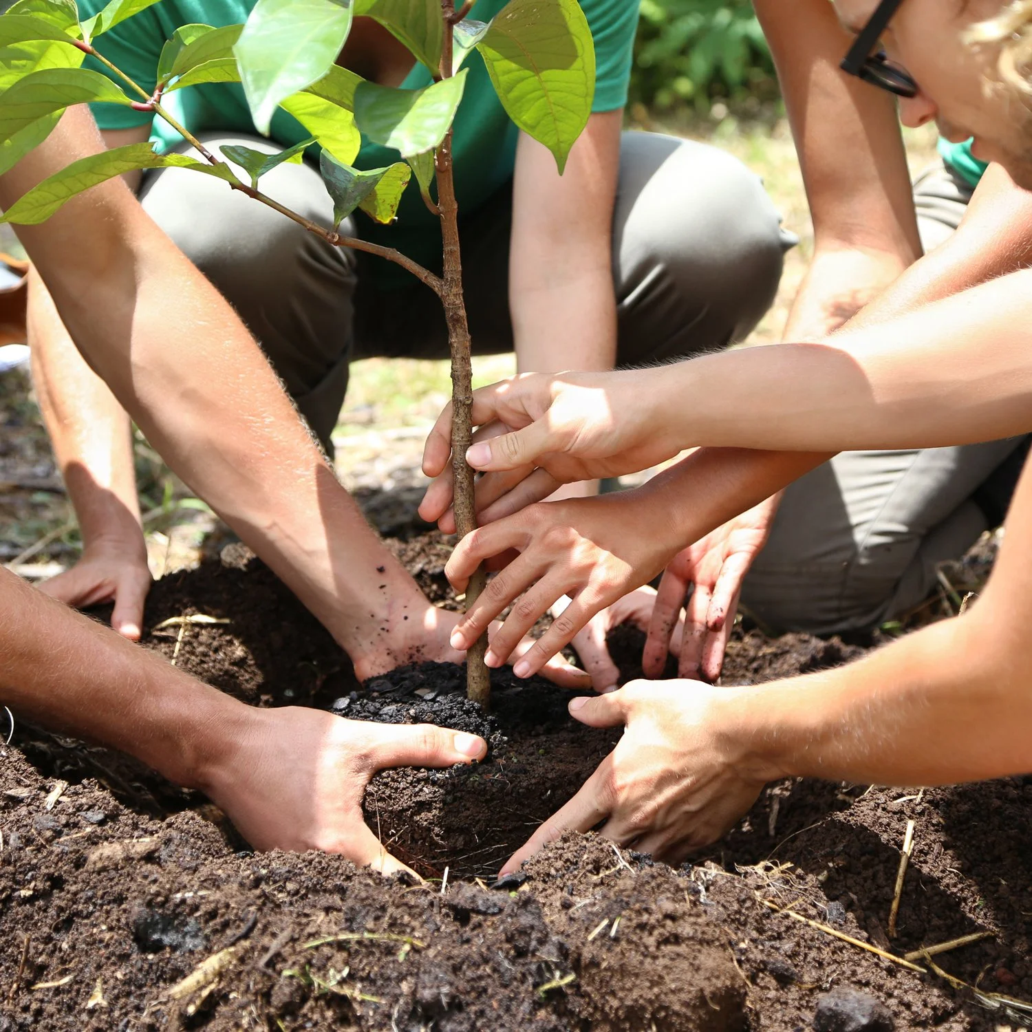 How to Plant Trees & Shrubs
