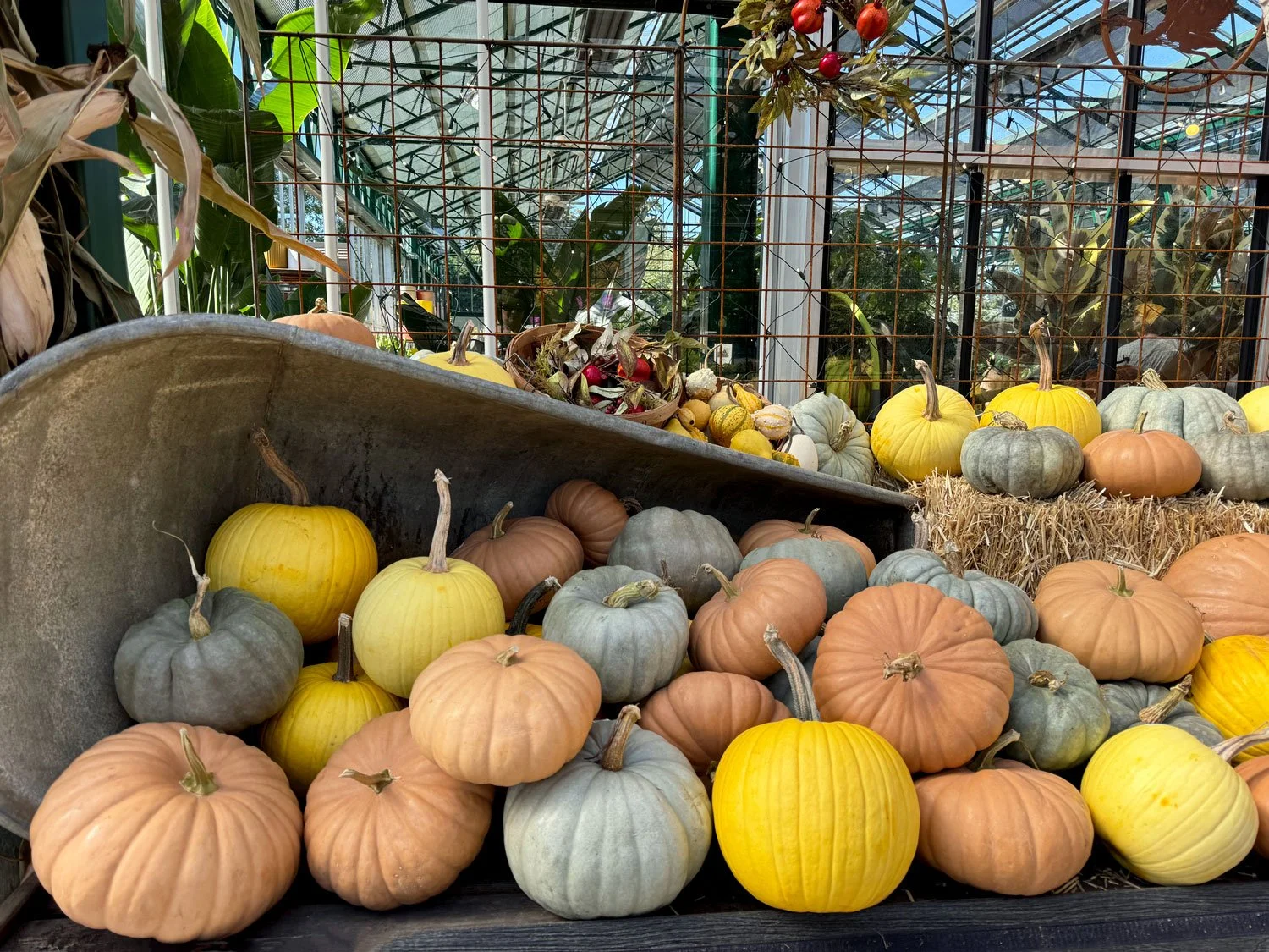 Multi-colored-pumpkins-2026.jpg
