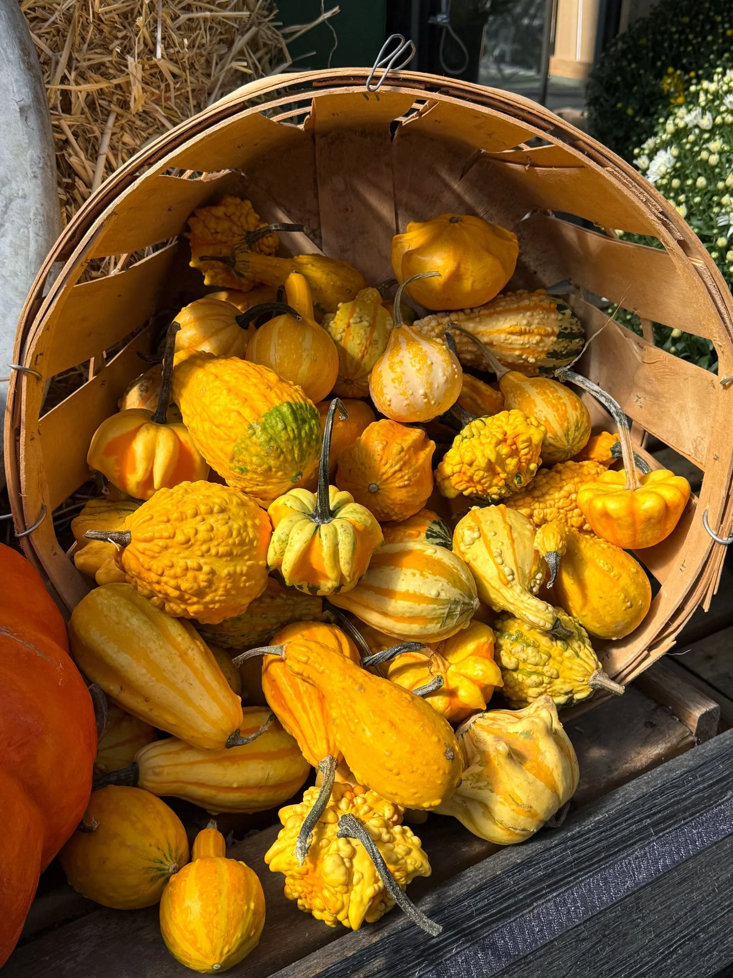 Basket-of-mini-gourds-2026.jpg