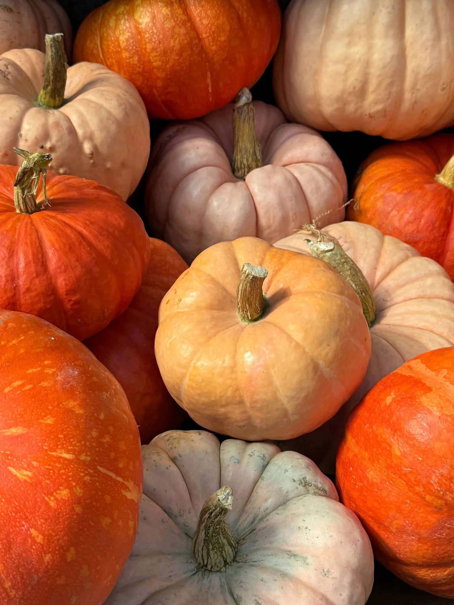 Pumpkins.jpg