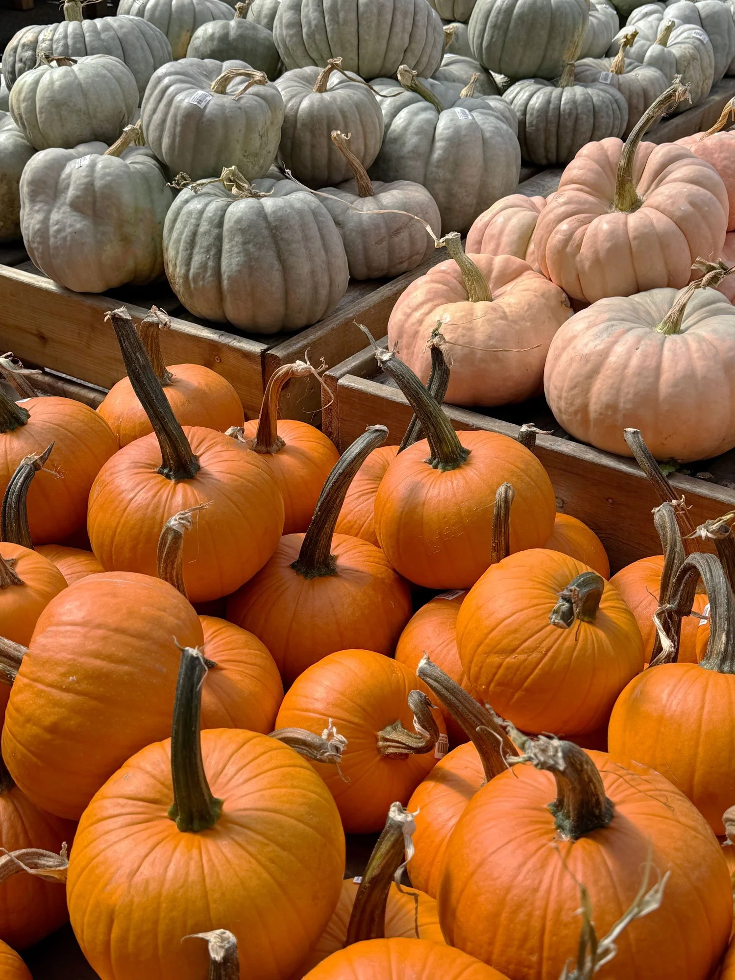 Pumpkins-Display-2026.jpg