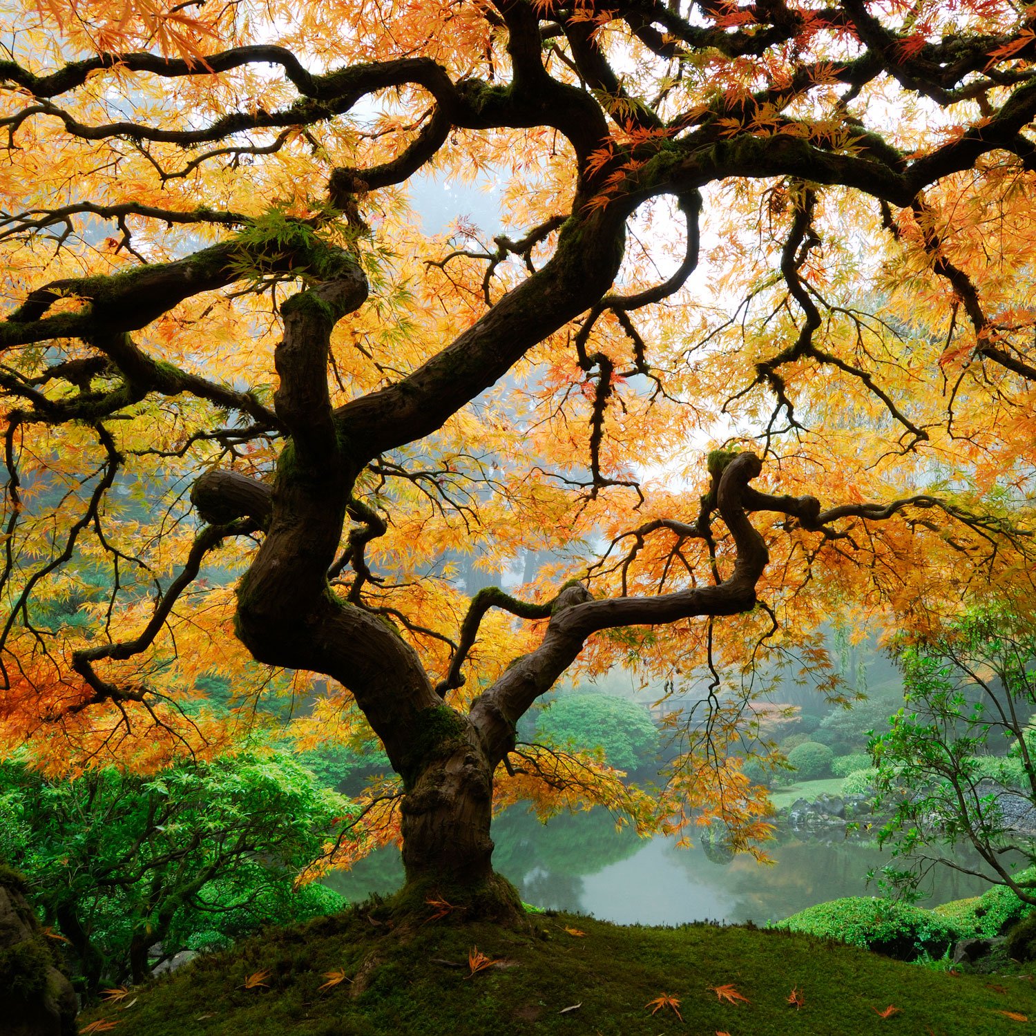   relish the fall colors    October Gardening Tips    See Our Tips  