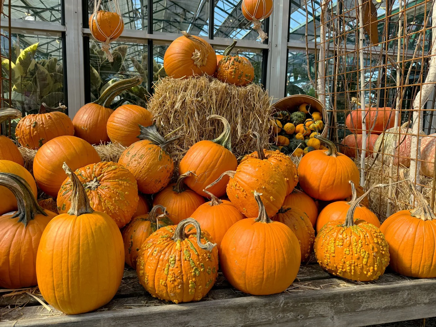   enter the cozy season    Celebrate Fall!    see what’s happening  