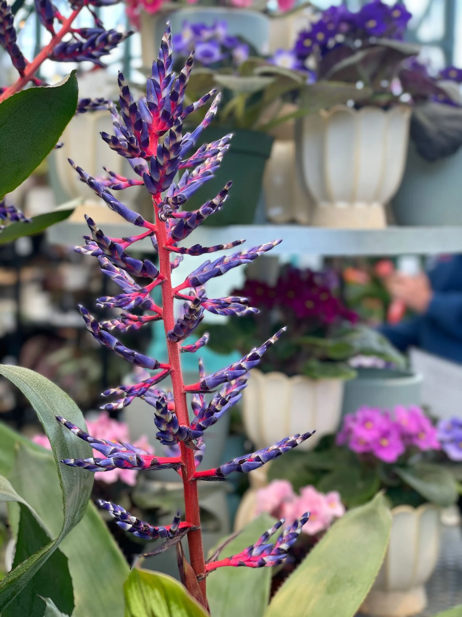 Bromeliad.jpg