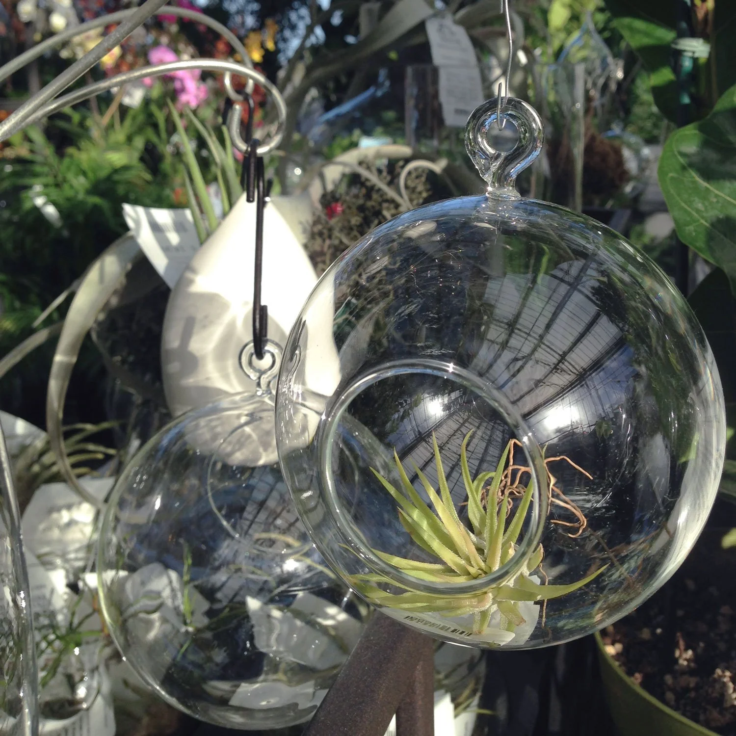 Air-Plant-in-Glass.jpg