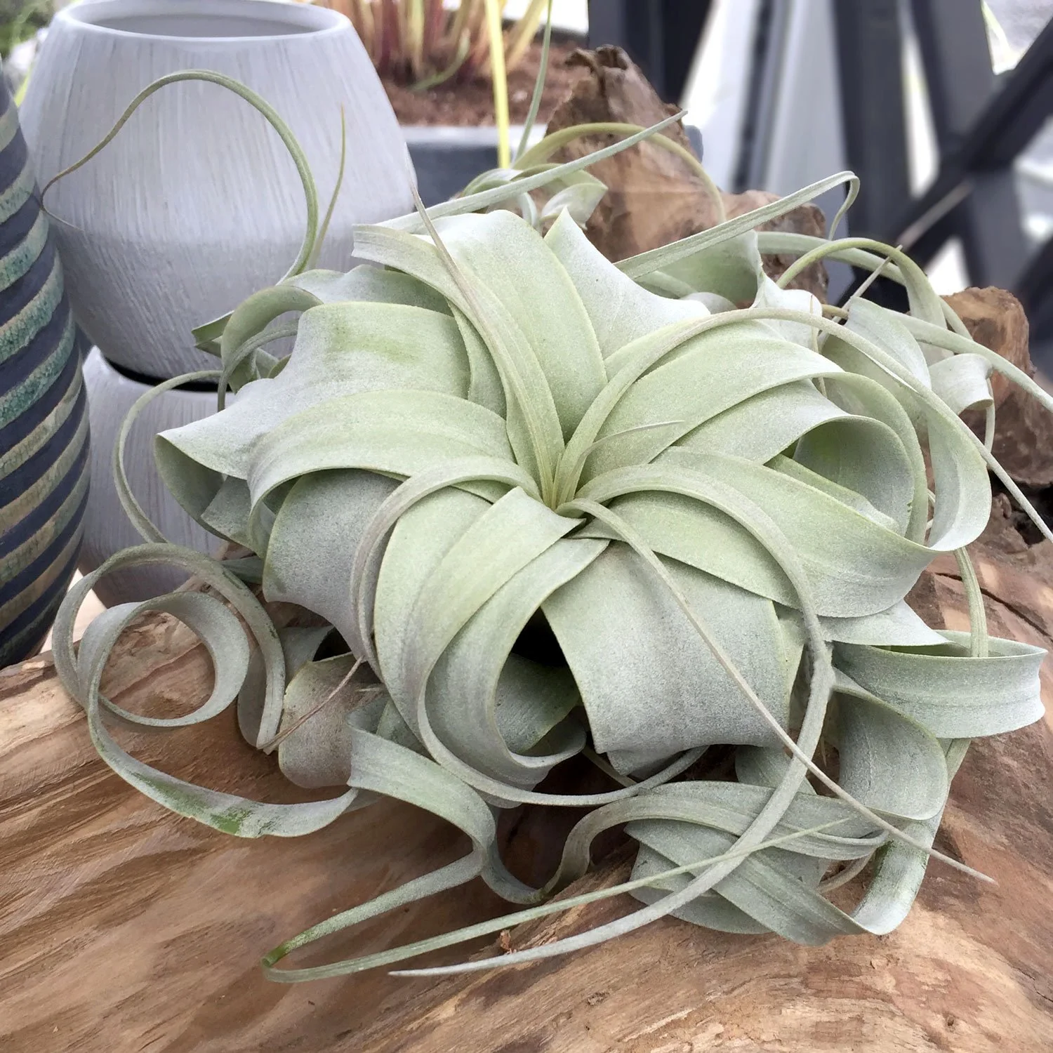 Large-Air-Plant-Tillandsia.jpg