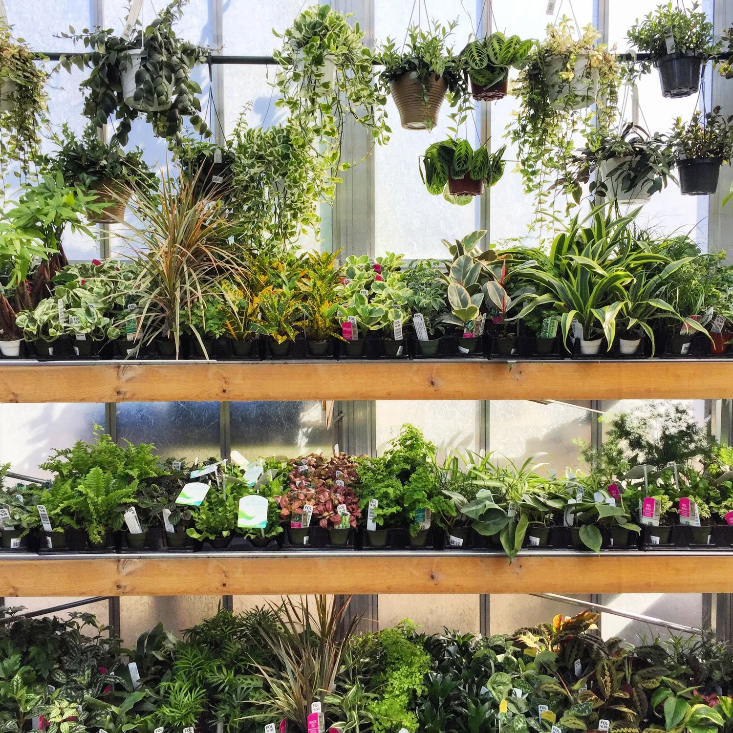 Hanging-Plants-Conservatory.jpg