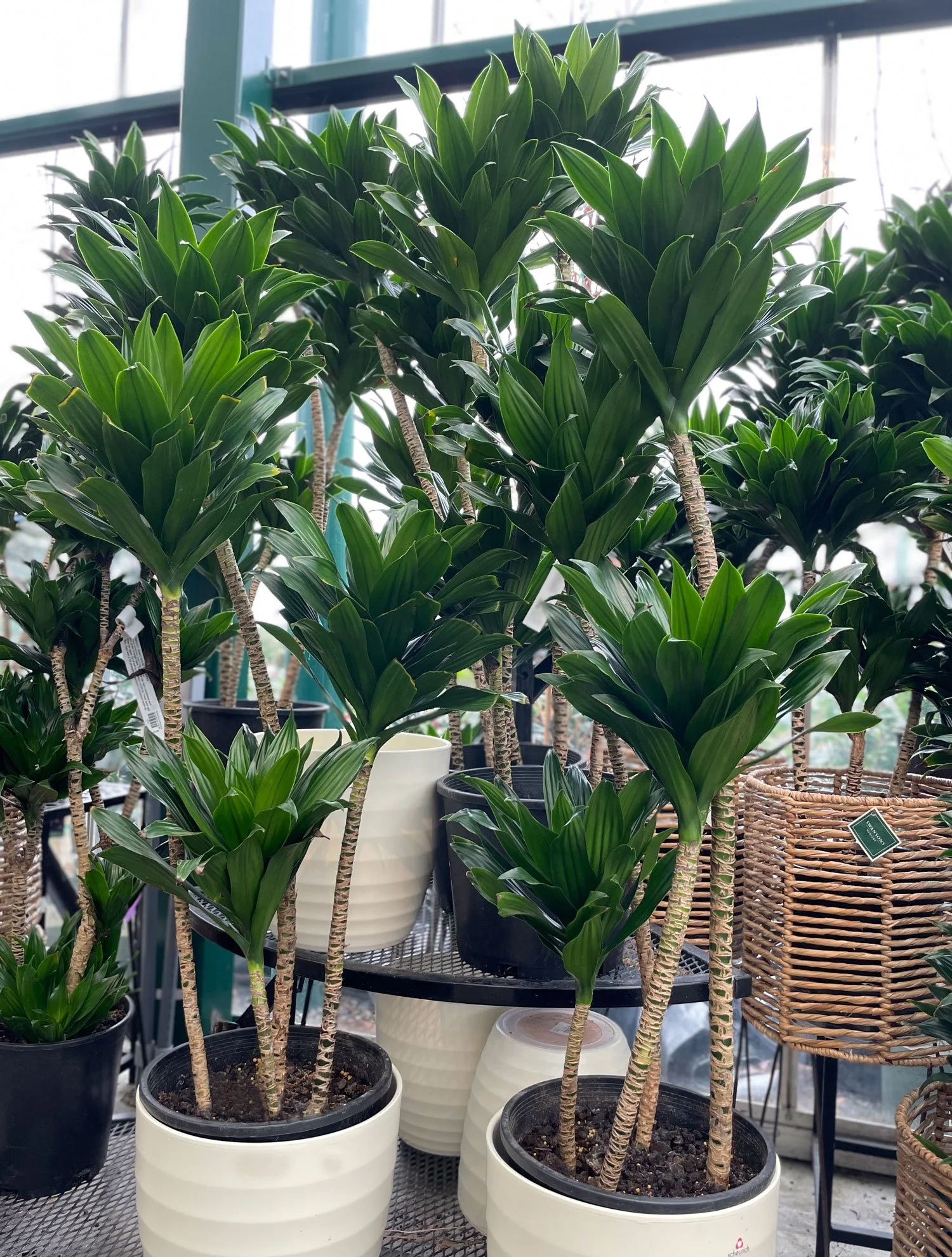 Dracaena-Janet-Craig.jpg