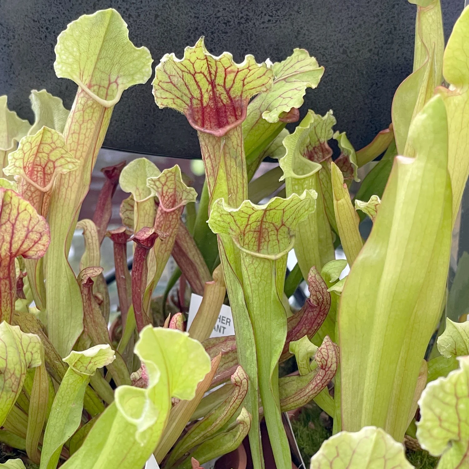 Pitcher-Plants.jpg
