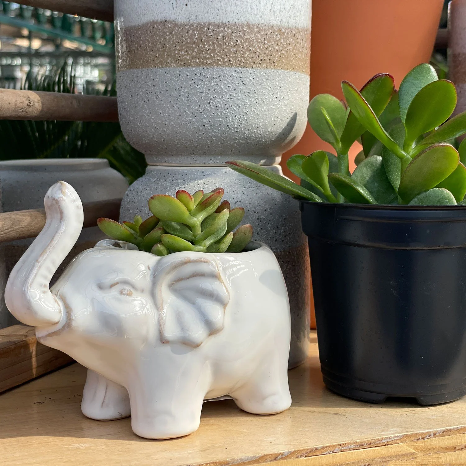 Elephant-Pot-with-Jade-Plant_Square.jpg