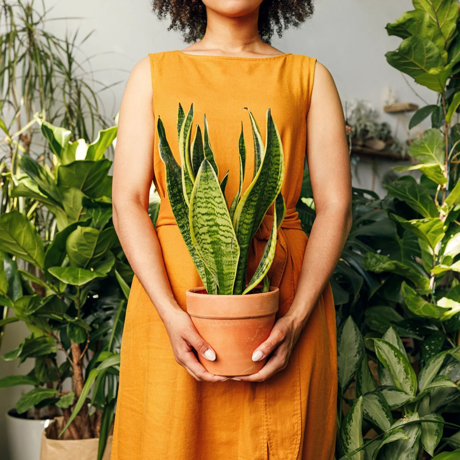Indoor Plants