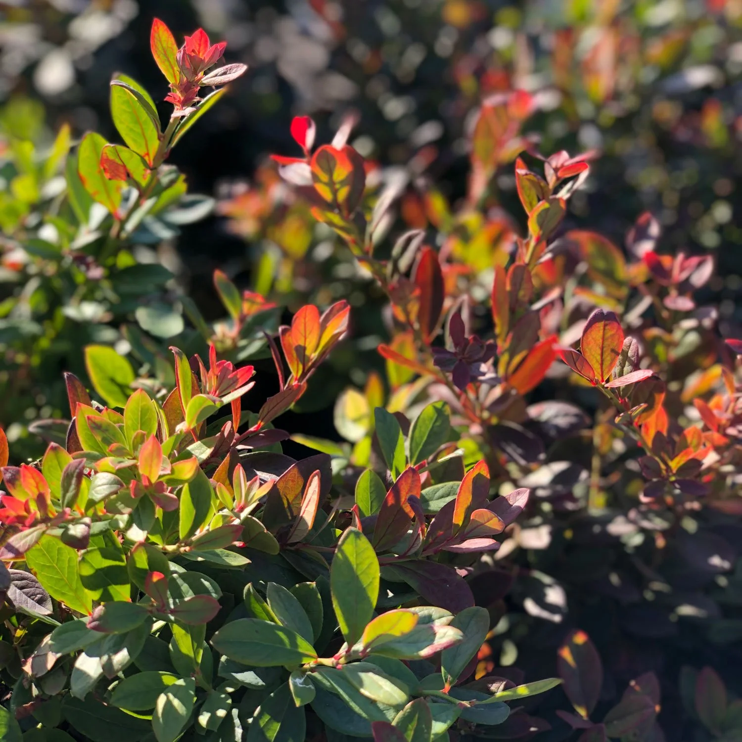 Our Favorite Plants for October