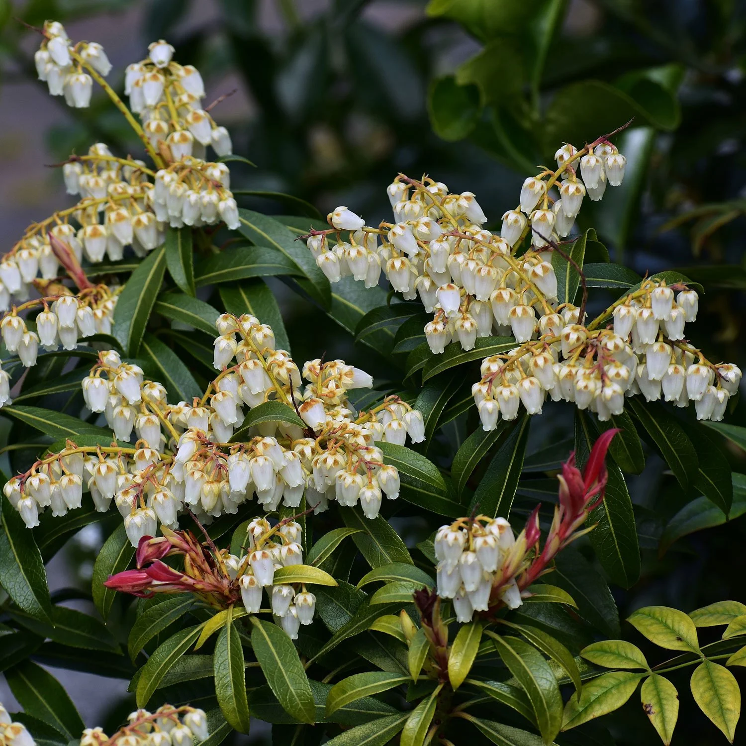 Winter Window Shopping: 3 Plants to Brighten Your View