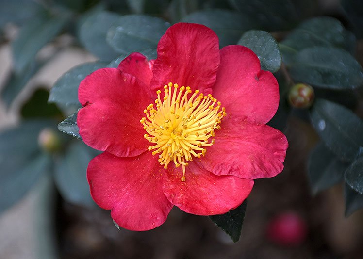 Camellia: Planting, Growing and Caring For Camellias