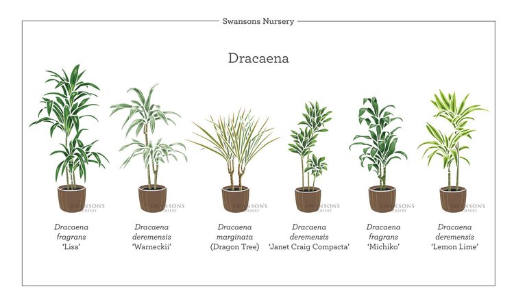 Exquisite Different Kinds Of Dracaena Plants Photo for Desktop Exquisite Different Kinds Of Dracaena Plants Photo for Desktop