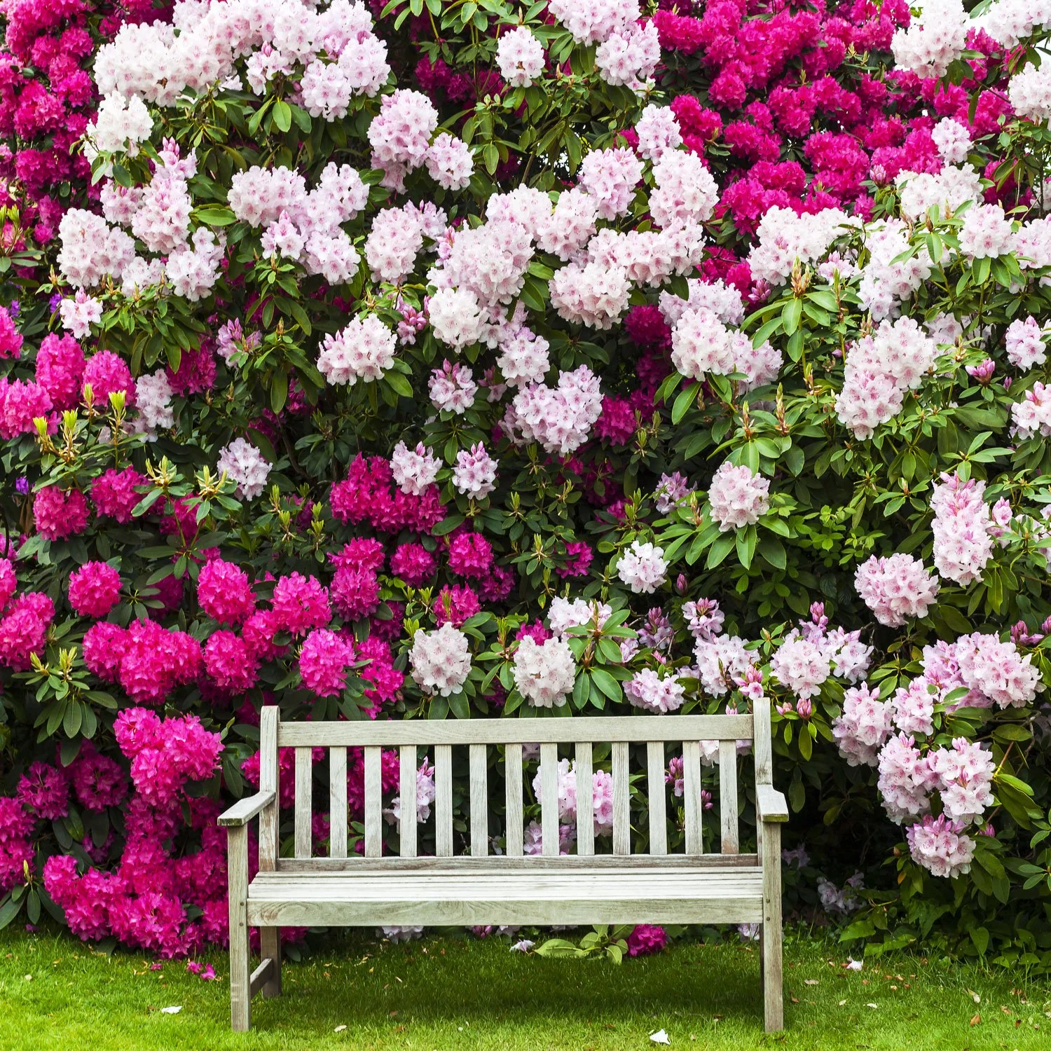 8+ Blooming Bushes For Partial Shade Flowers for Partial Shade — Seattle's Favorite Garden Store Since 1924