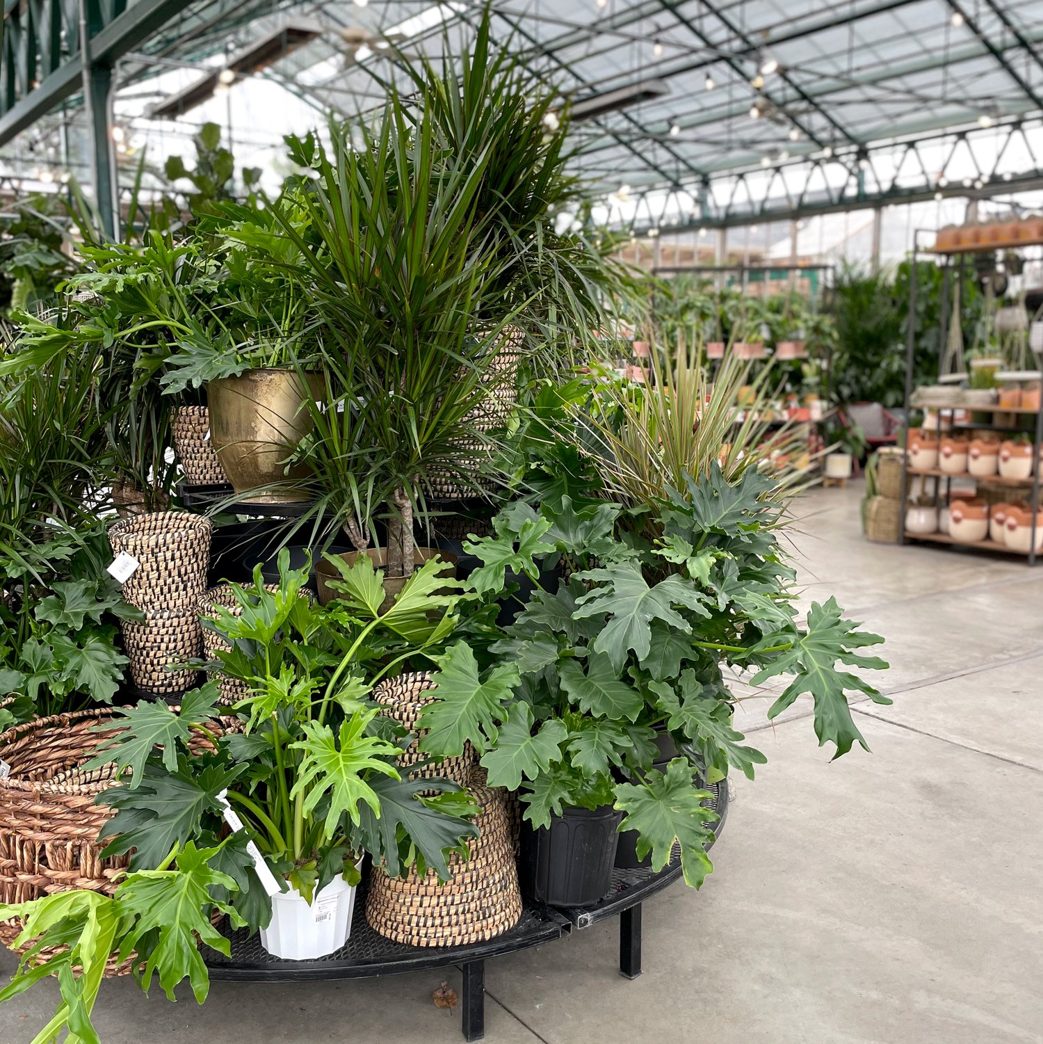 What's Attacking My Houseplant? Common Indoor Plant Pests. — Seattle's  Favorite Garden Store Since 1924 - Swansons Nursery